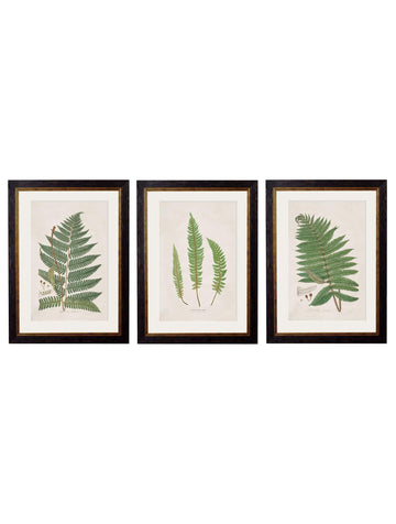 c.1831 Collection of Ferns - Blythe Living