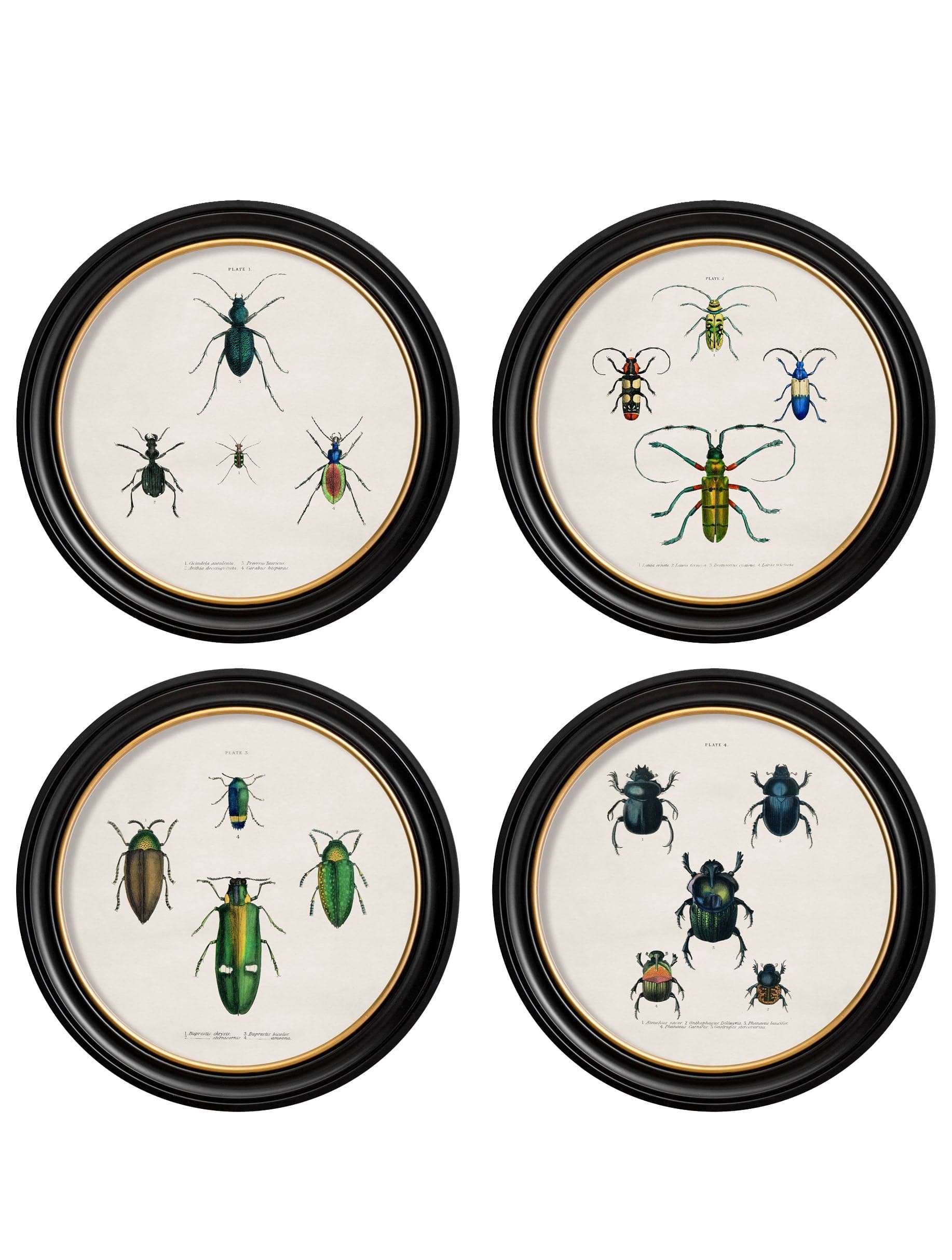 c.1836 Beetle Plates - Round Frame - Blythe Living