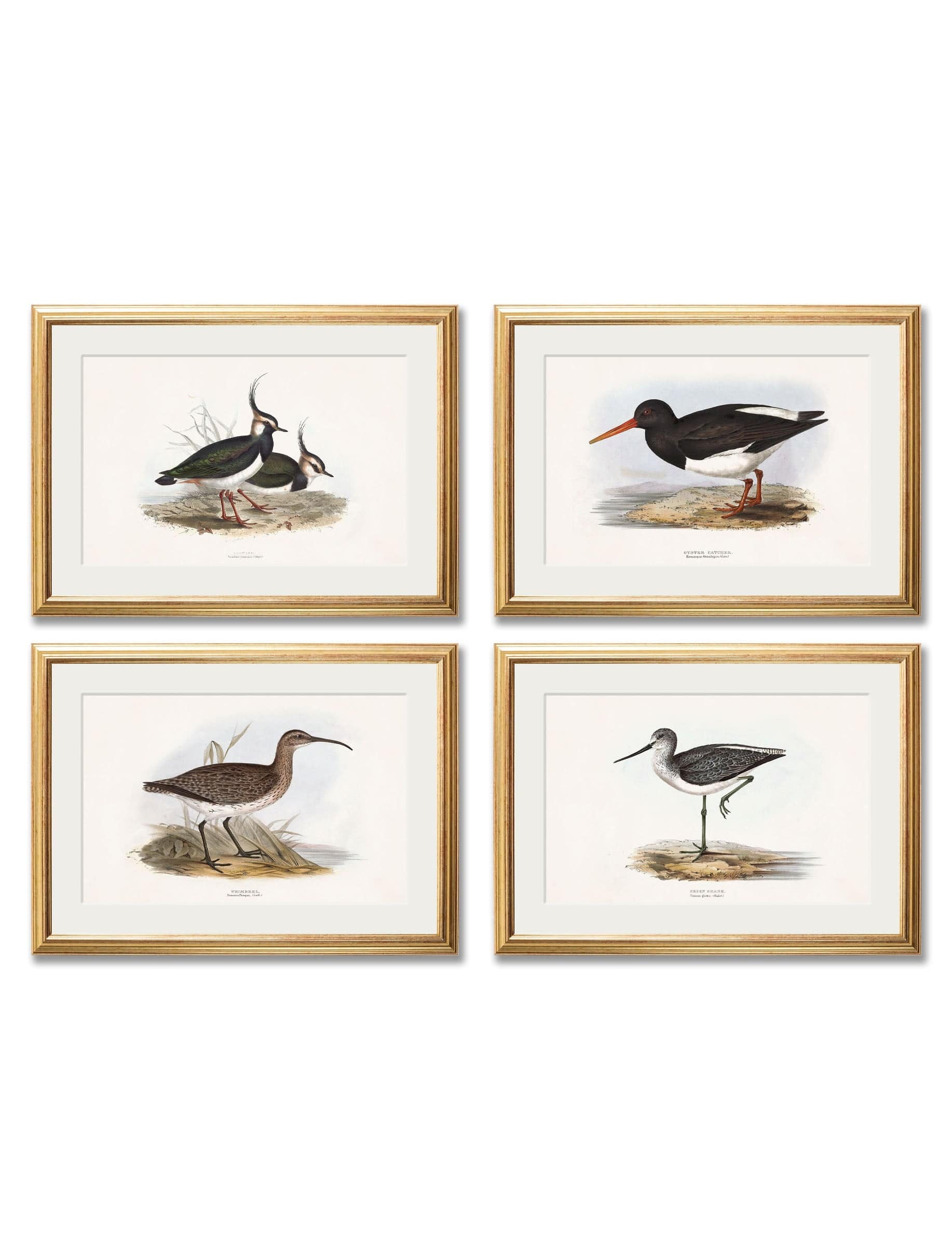 c.1837's British Coastal Birds - Blythe Living