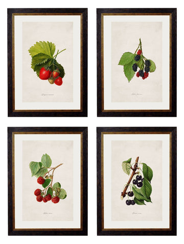 c.1886 Study of Berries & Cherries - Blythe Living