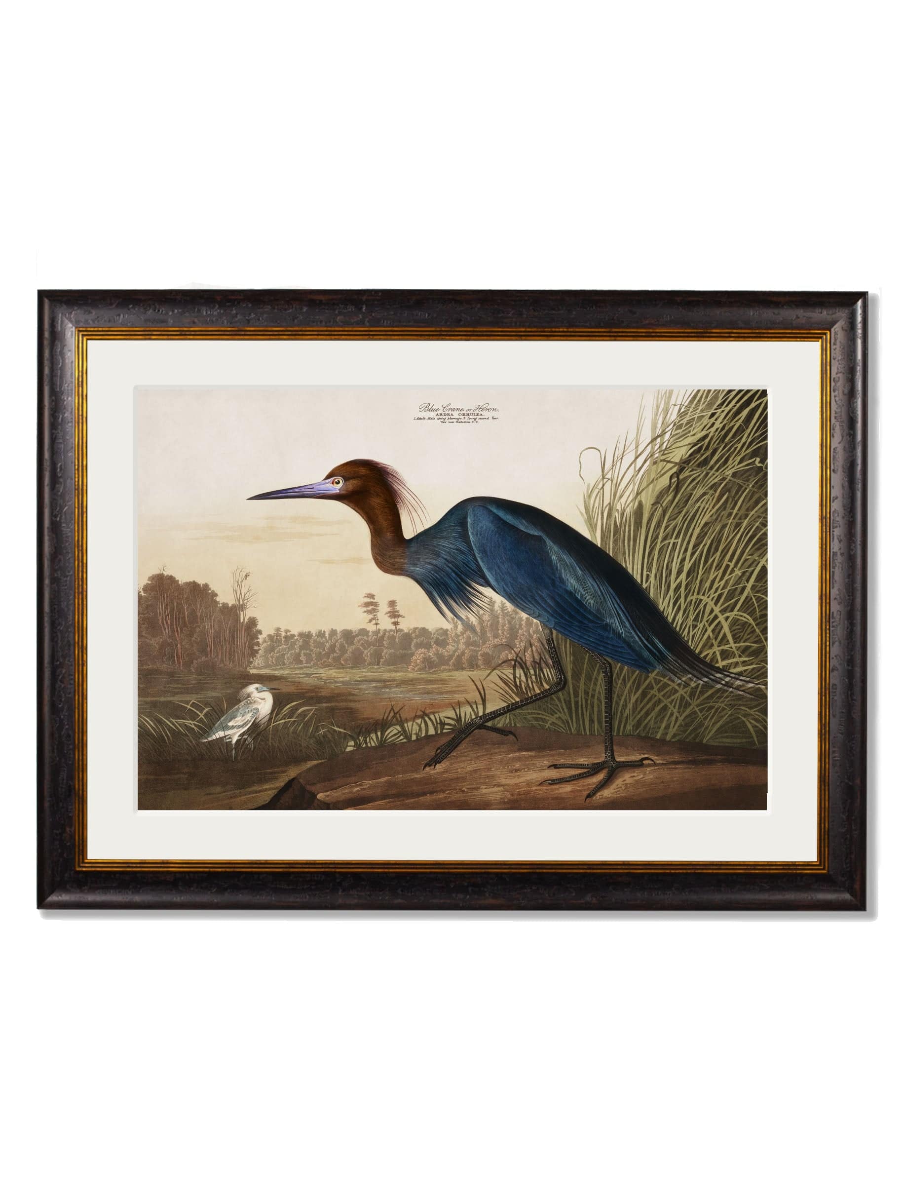 c.1838 Audubon's Herons - Blythe Living
