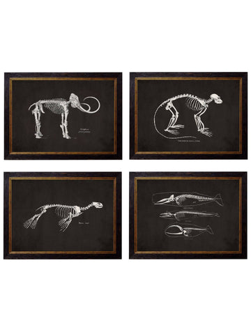 c.1870 Anatomical Skeletons - Dark - Blythe Living