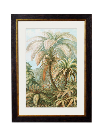 C.1904 Study Of Ferns - Ernst Haeckel - Blythe Living