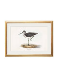 c.1837's British Coastal Birds - Blythe Living