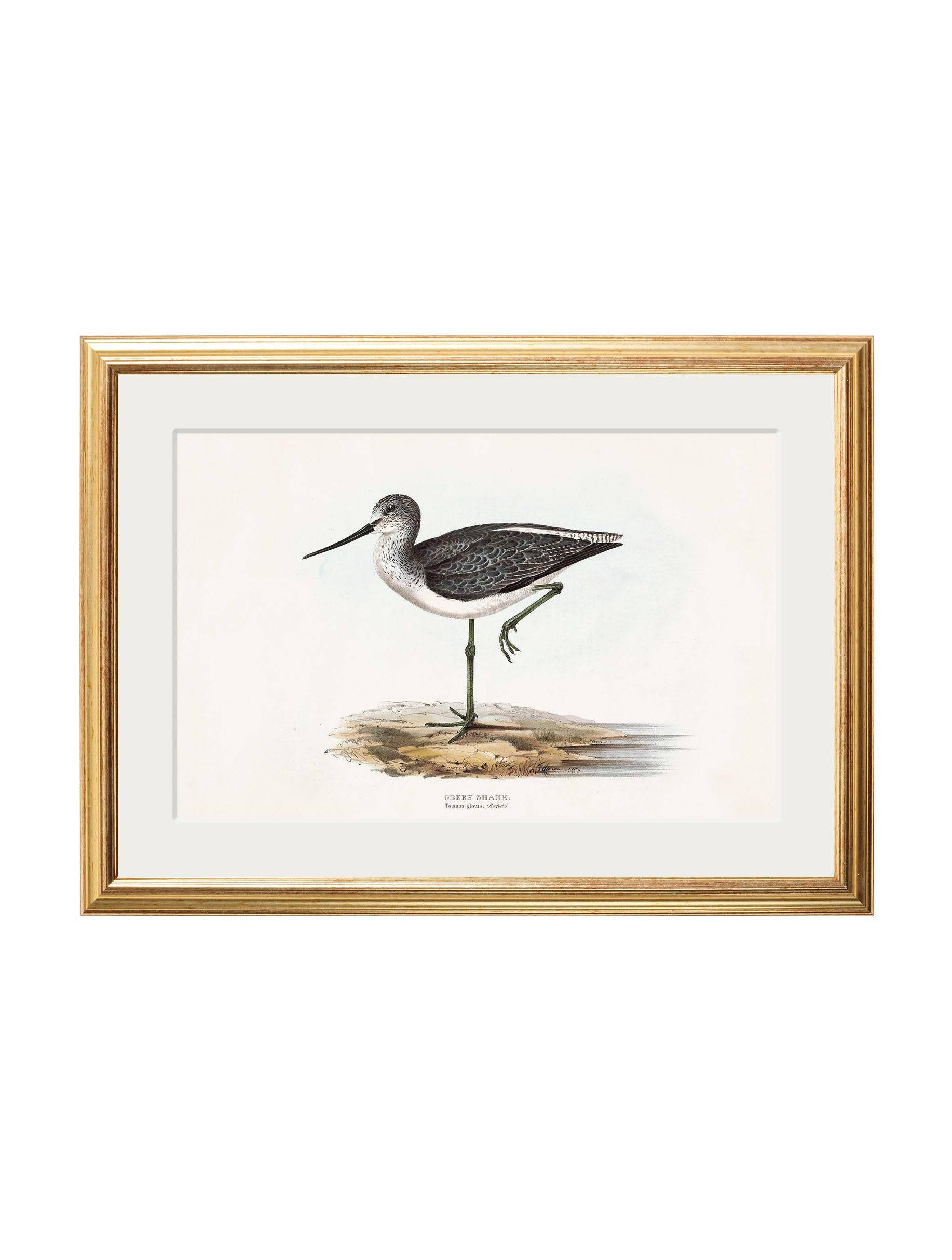 c.1837's British Coastal Birds - Blythe Living