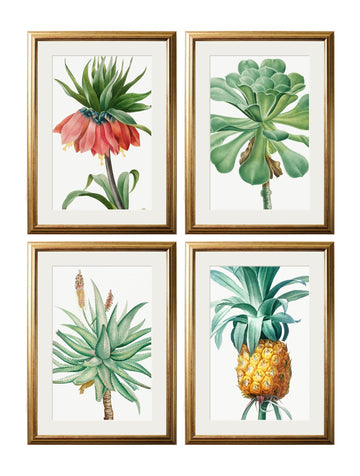 Botanical Nature Illustrations Set of 4 Prints - Blythe Living