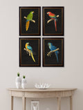 c.1884 Macaws - Dark Background - Blythe Living