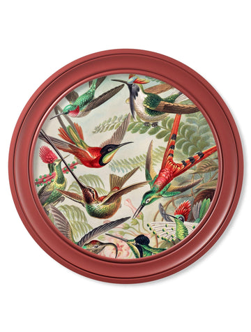 c.1904 Haeckel Hummingbirds - Red Frame - Blythe Living