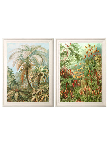 C.1904 Study Of Ferns Print - Blythe Living