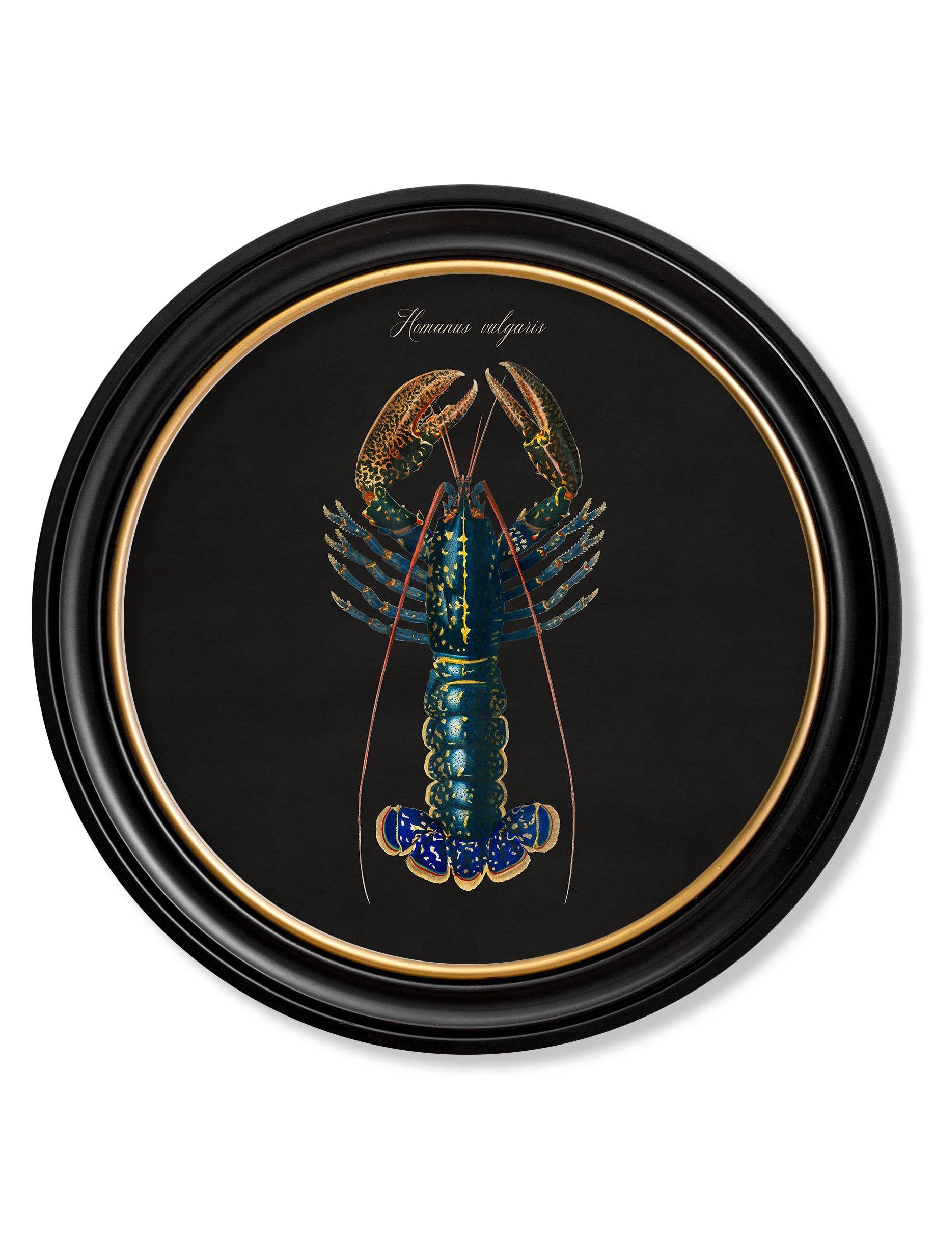 C.1876 Marine Animals in Round Frames - Black - Blythe Living