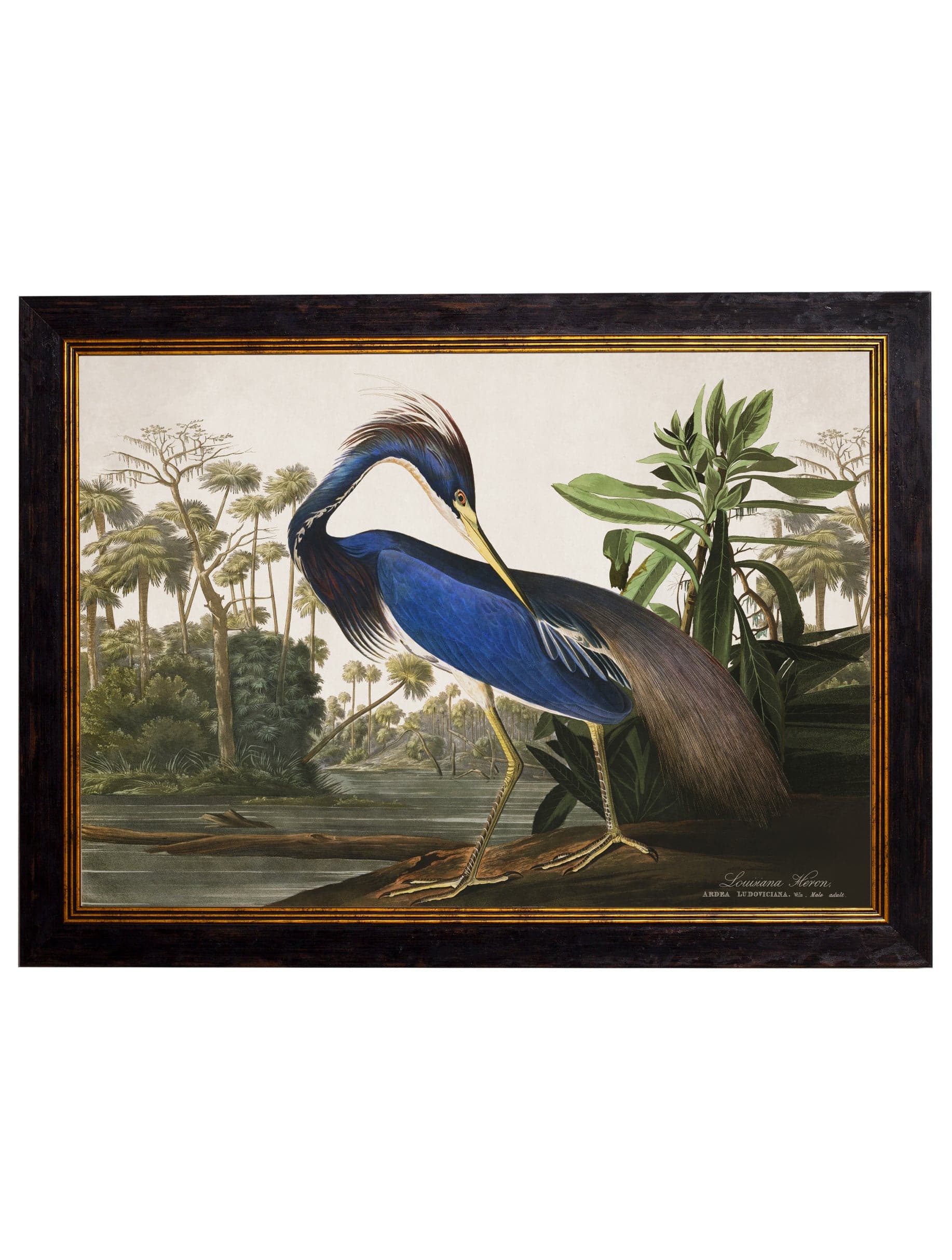 c.1838 Audubon's Herons - Blythe Living