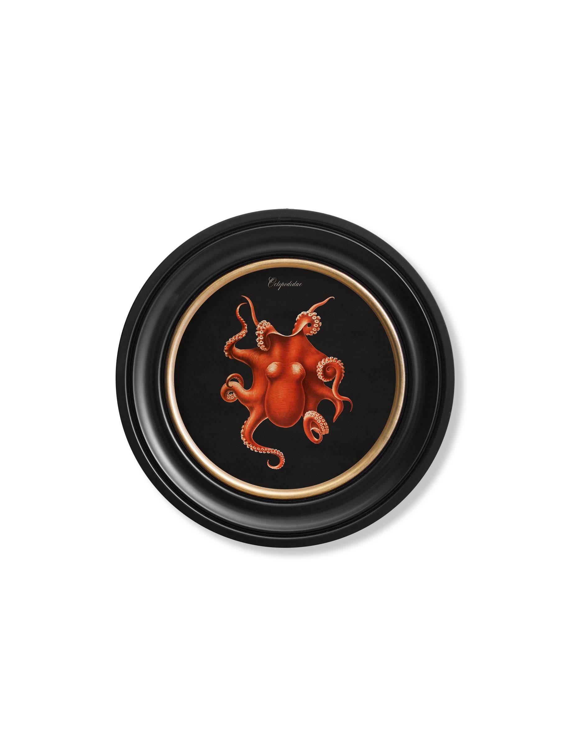 C.1876 Marine Animals in Round Frames - Black - Blythe Living