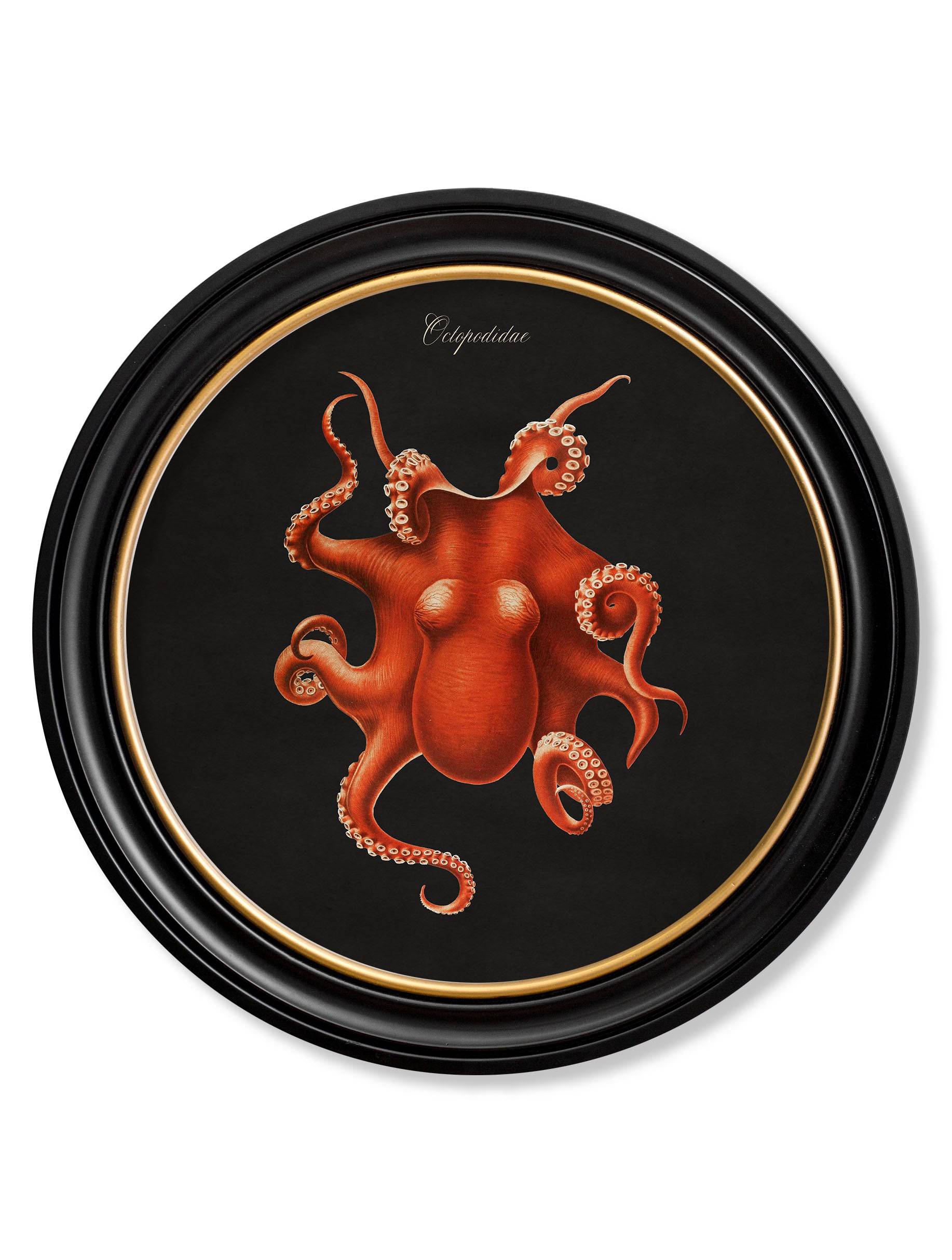 C.1876 Marine Animals in Round Frames - Black - Blythe Living