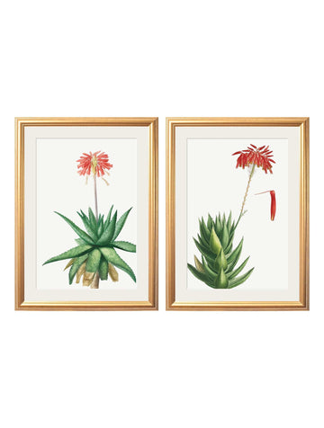 Red Floral Illustrations Set of 2 Prints - Blythe Living