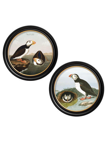 c.1838 Audubon's Puffins - Round Frame - Blythe Living