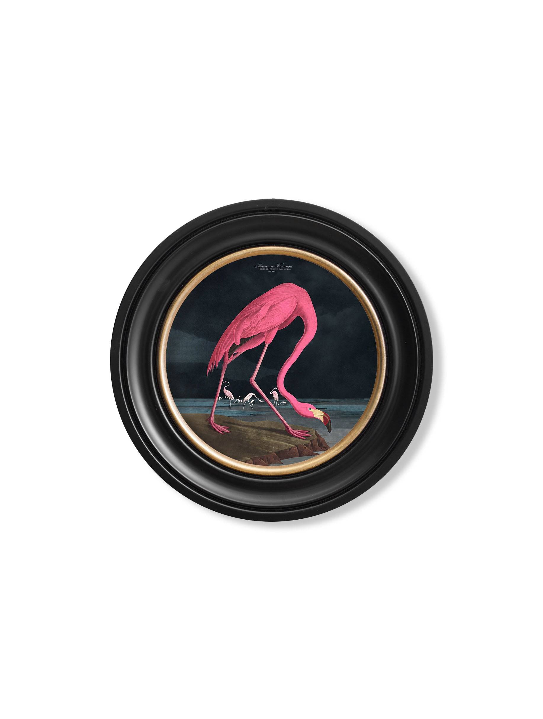 c.1838 Audubon's Flamingo - Dark - Round Frame - Blythe Living