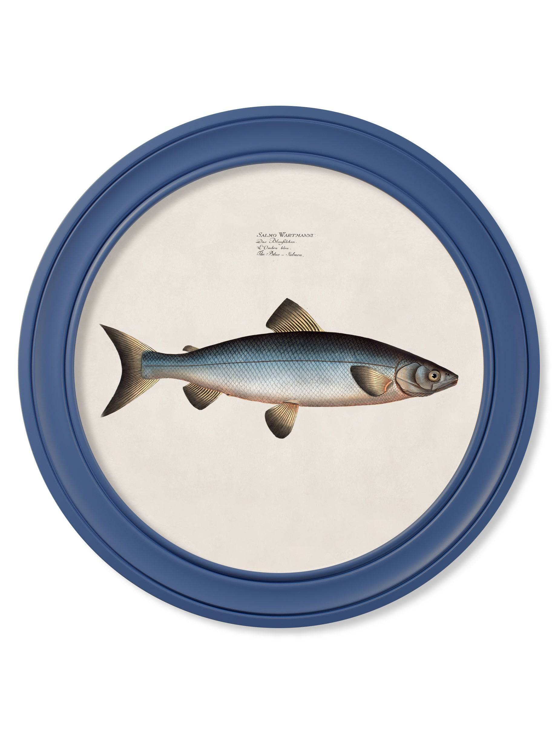 c.1785 Studies of Salmon - Round Frame Blue - Blythe Living