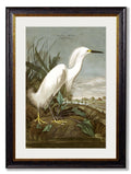 c.1838 Audubon's Herons - Blythe Living