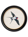 c.1875 Swallows in Round Frames - Blythe Living