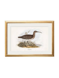c.1837's British Coastal Birds - Blythe Living