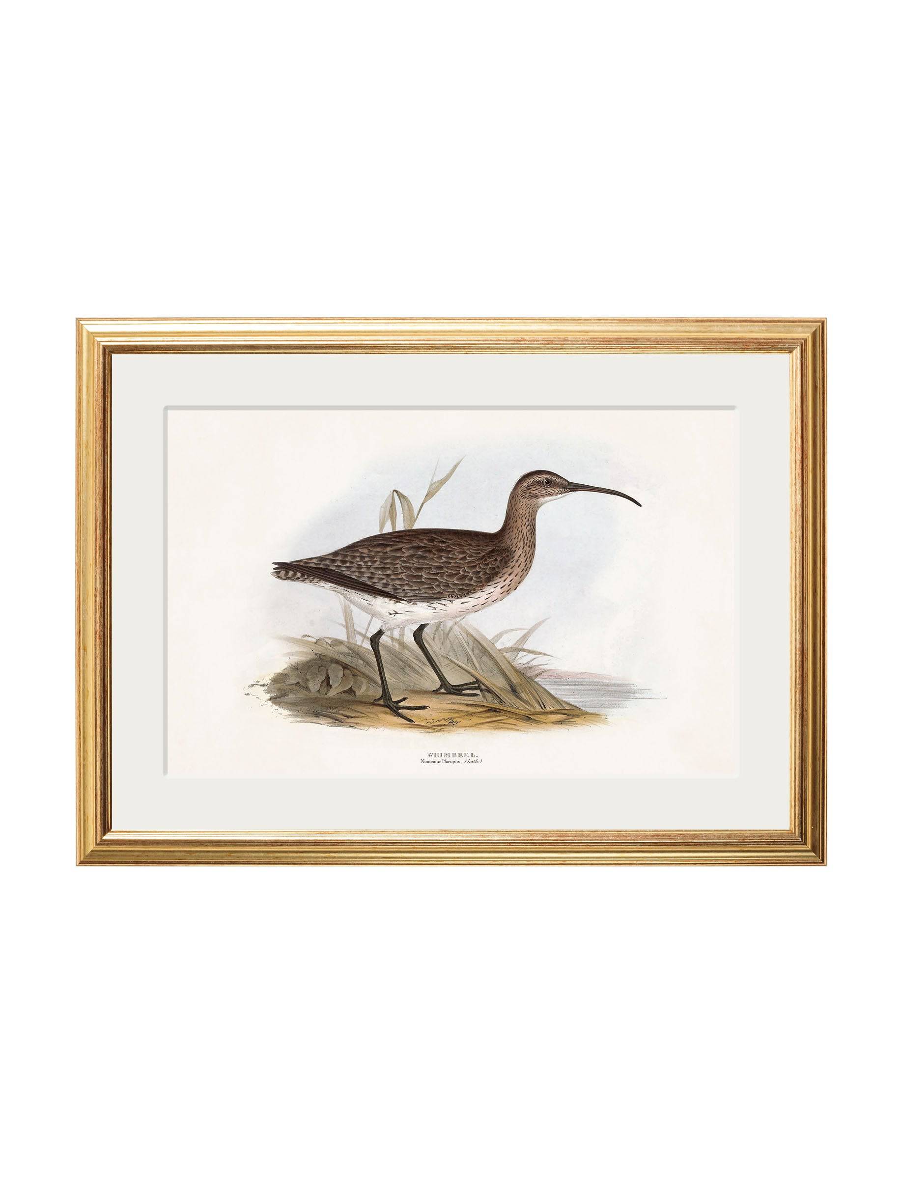 c.1837's British Coastal Birds - Blythe Living