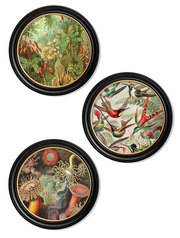 c.1904 Haeckel Flora and Fauna - Round Frames - Blythe Living