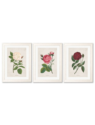 Rose Floral Illustrations - Blythe Living