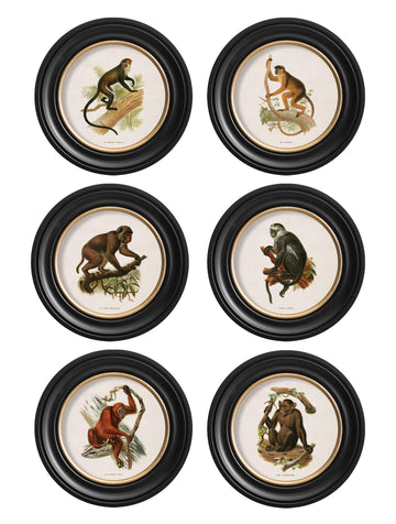 c.1910 Collection of Primates in Round Frames - Blythe Living