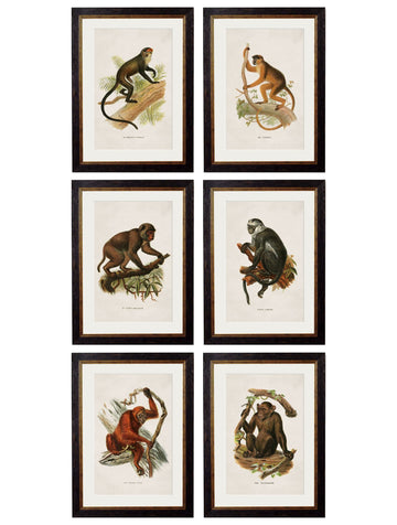 c.1910 Collection of Primates - Blythe Living