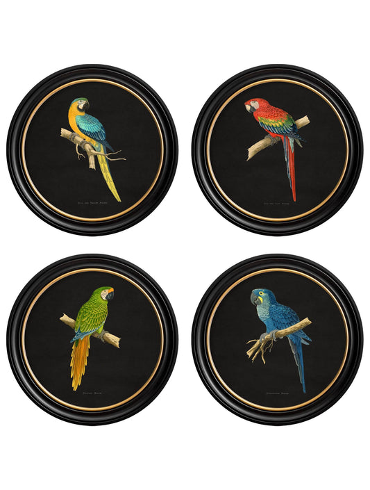 C.1884 Collection of Macaws in Round Frames - Black - Blythe Living