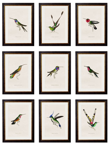 c.1833 Hummingbirds - Blythe Living