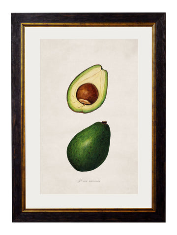 c.1886 Study of Avocados - Blythe Living
