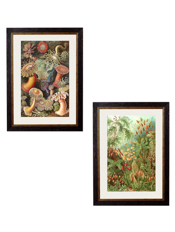 c.1904 Haeckel Flora - Blythe Living