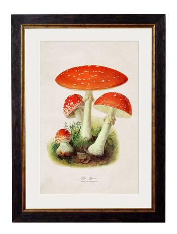 c.1913 Fly Agaric - Blythe Living