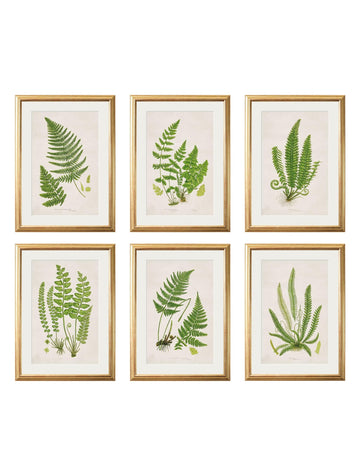 Collection of 6 Ferns - Blythe Living