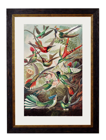 c.1904 Haeckel Hummingbirds - Blythe Living