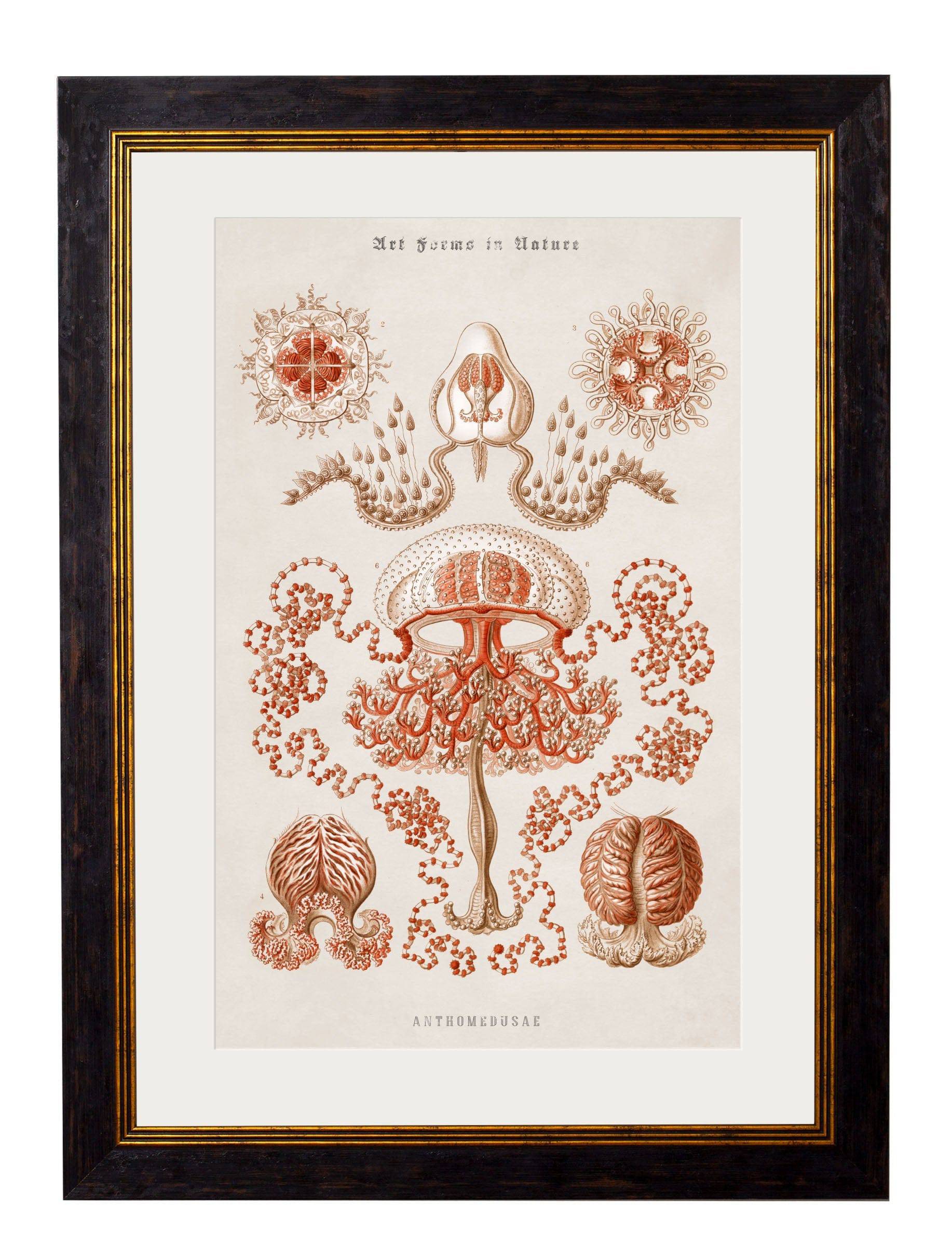 c.1904 Haeckel Marine Animals - Blythe Living