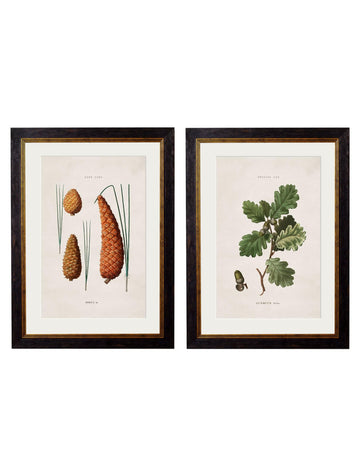c.1819 Study of British Leaves and Pinecones - Blythe Living