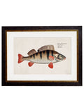 c.1785 Fresh Water Fish - Blythe Living