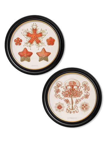 c.1904 Haeckel Sealife - Round Frames - Blythe Living