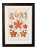 c.1904 Haeckel Marine Animals - Blythe Living