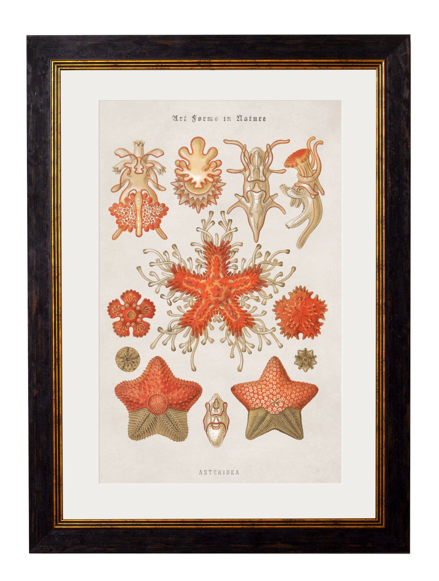 c.1904 Haeckel Marine Animals - Blythe Living