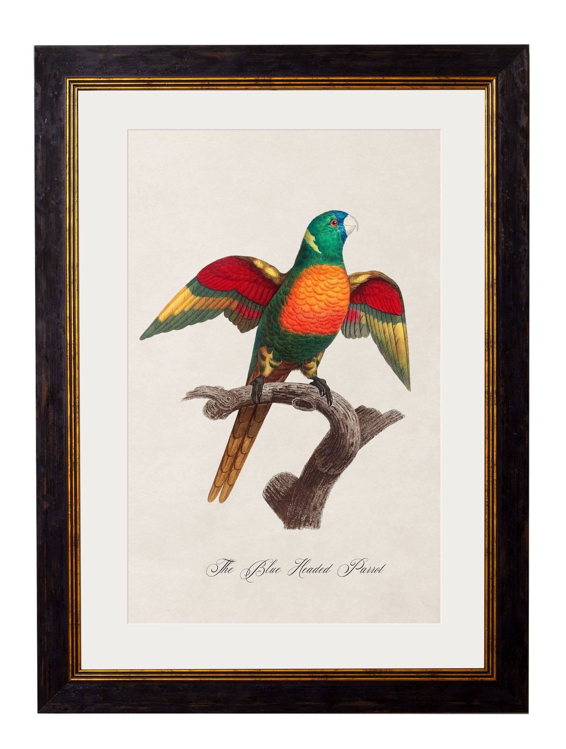 C.1800's Collection of Parrots - set of 16 - The Weird & Wonderful