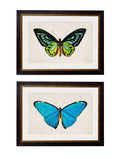 c.1836 Tropical Butterflies - Blythe Living