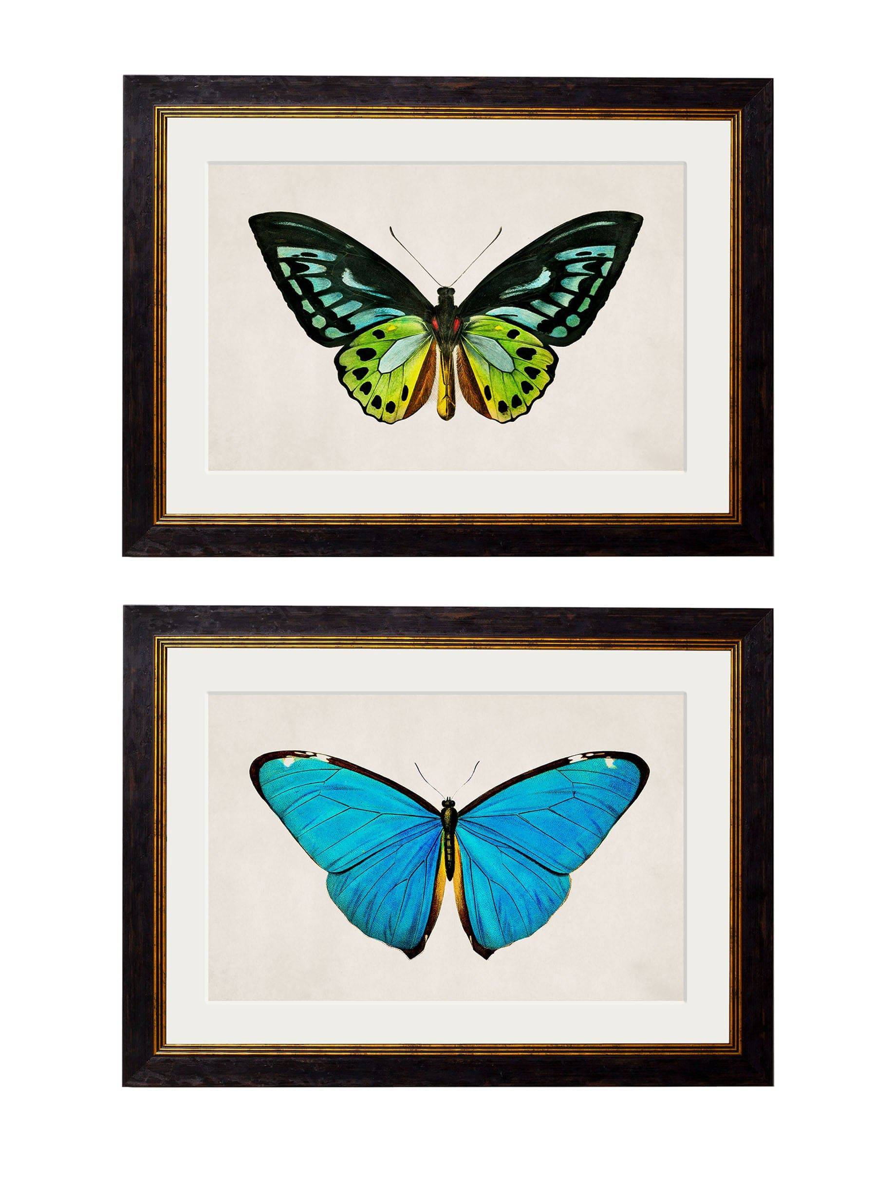 c.1836 Tropical Butterflies - Blythe Living