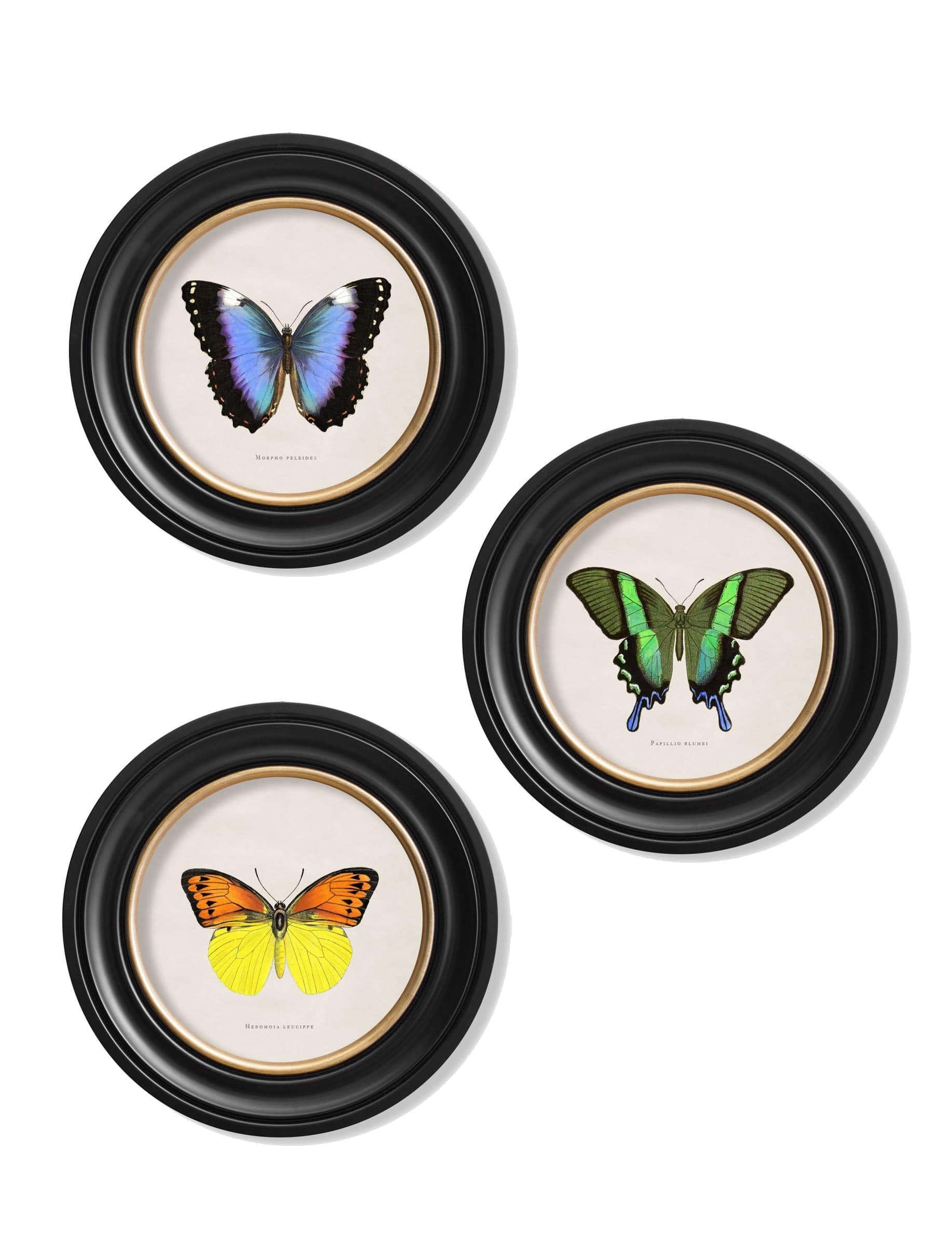 c.1835 Tropical Butterflies - Round Frames - Blythe Living