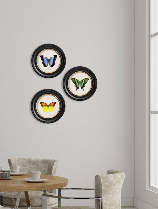 c.1835 Tropical Butterflies - Round Frames - Blythe Living