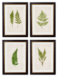 c.1864 Collection of British Ferns - Blythe Living