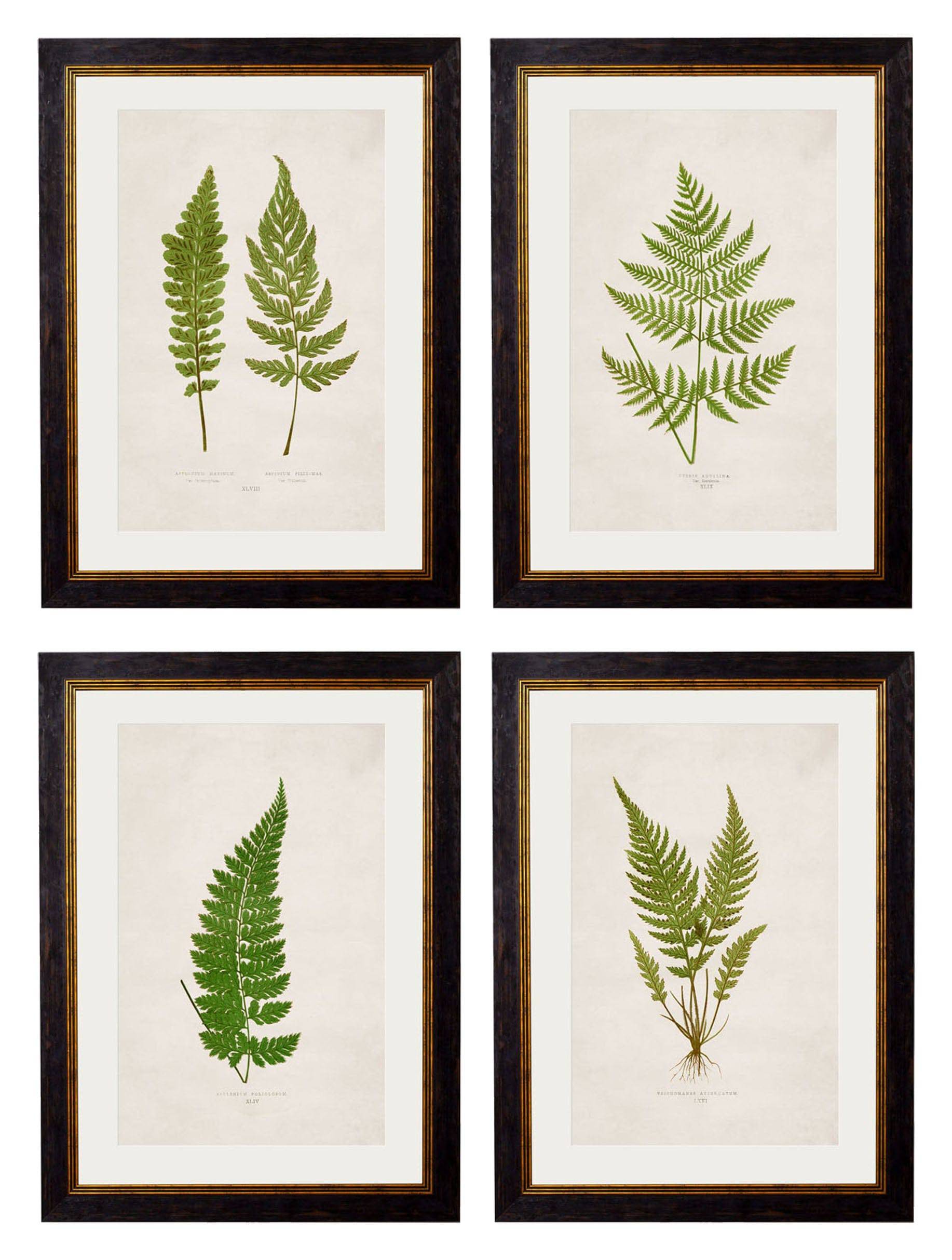 c.1864 Collection of British Ferns - Blythe Living