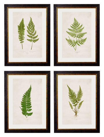 c.1864 Collection of British Ferns - Blythe Living